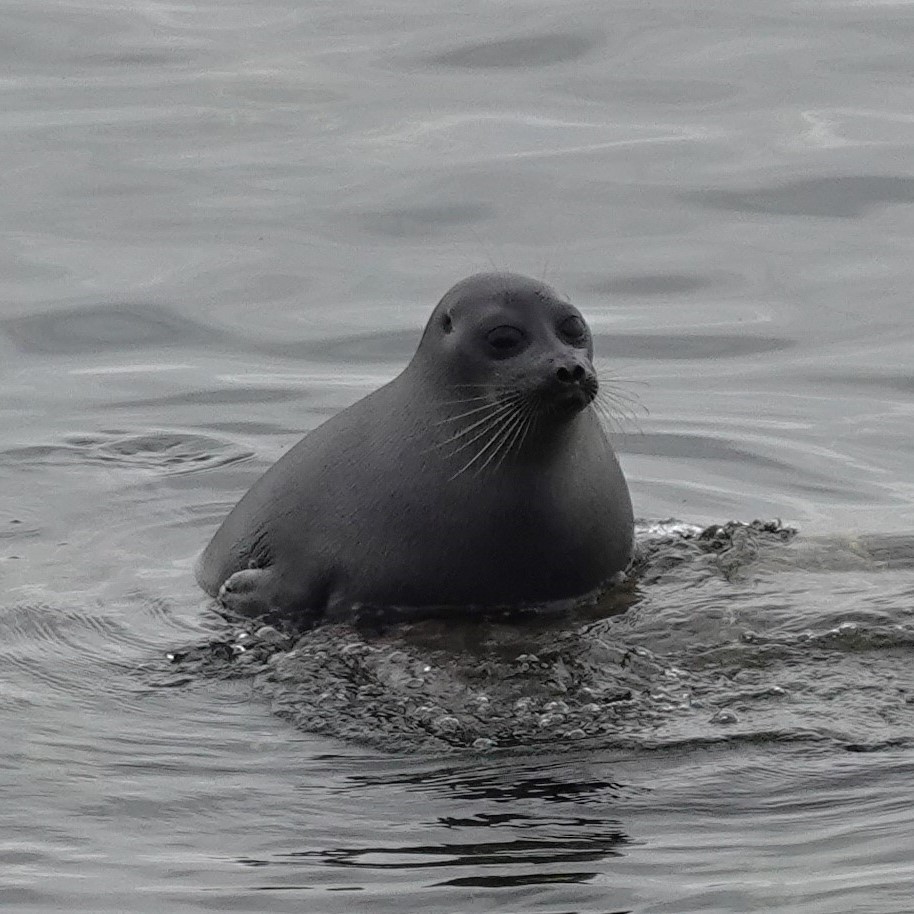Baikal